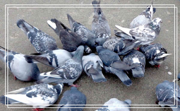 Higienização pombos 