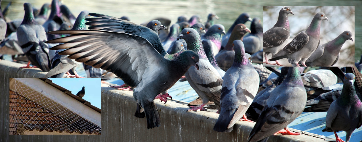 higienização de pombos